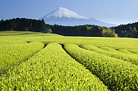 Čajová plantáž pod horou Fuji - Japonsko TEE.SK