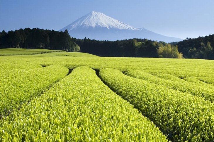 Čajové plantáže pod horou Fuji - Japonsko TEE.SK