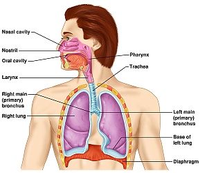 Dýchací systém_Tee.sk