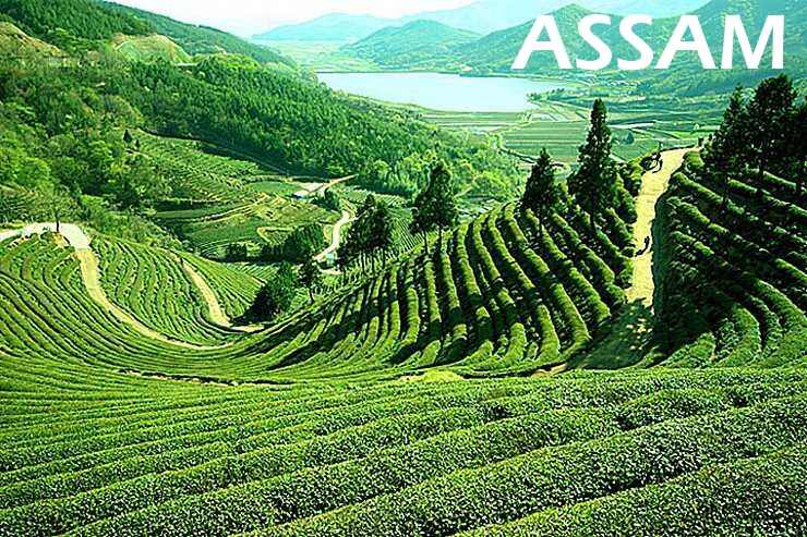 Čajová plantáž - Assam TEE.SK