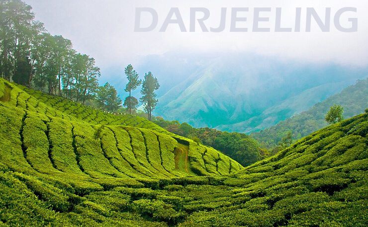 Čajová plantáž - Darjeeling TEE.SK
